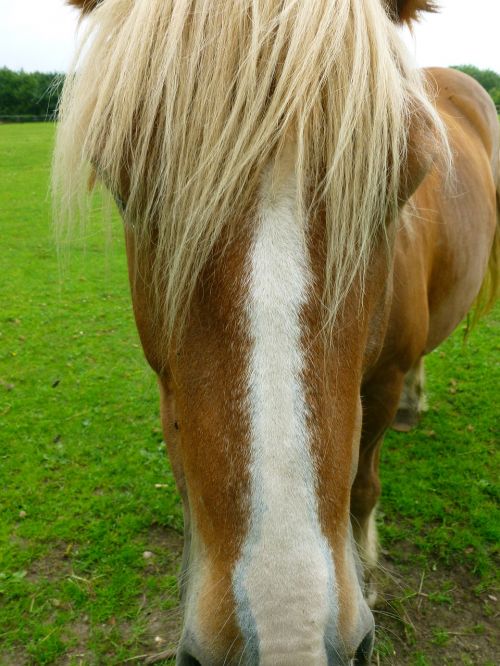 horse horse head head