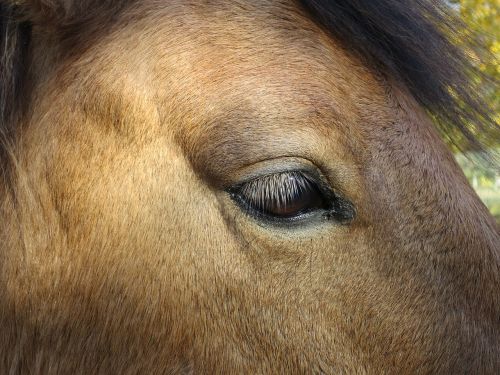 horse eye animal