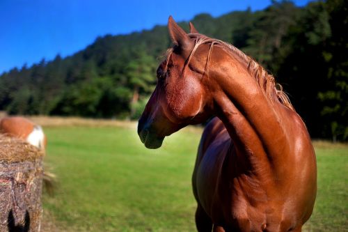 horse stallion mare