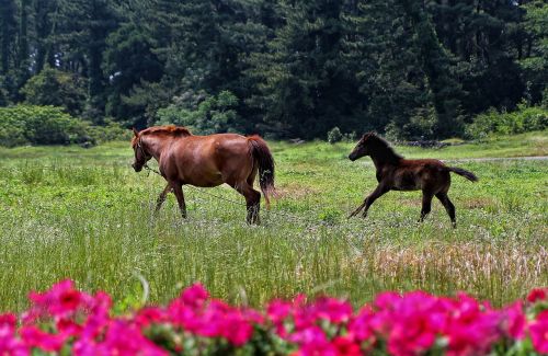 horse jejuma jeju island