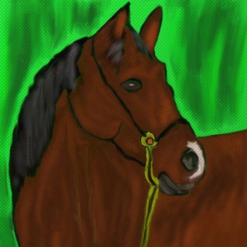 horse horse head stallion