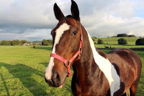 horse brown and white horse farm