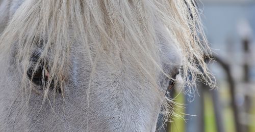 horse mold eyes