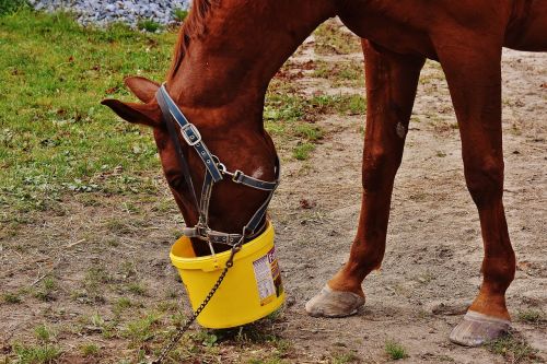 horse eat satisfied