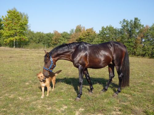 horse pure arab blood horse breeding
