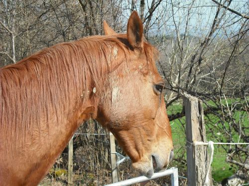 horse brown animal