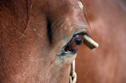 horse eye brown