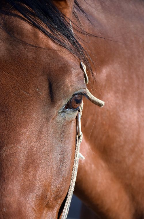horse eye portrait