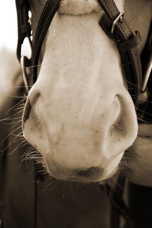horse nostrils soft