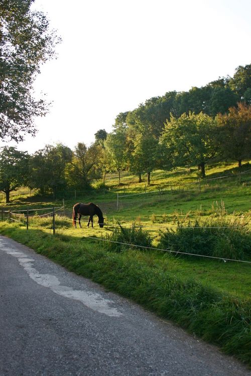 horse coupling pasture