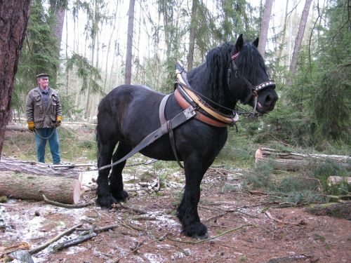 horse working in the forest concentration