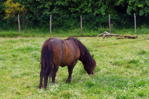 horse baio pasture
