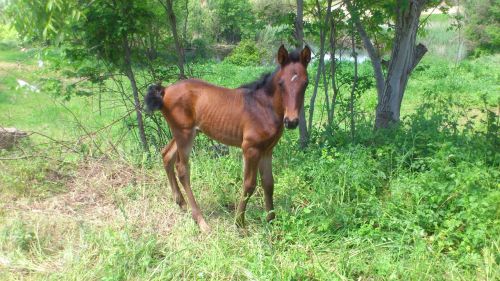 horse foal andalusians