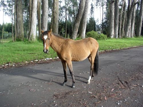 horse eucalyptus ecuador