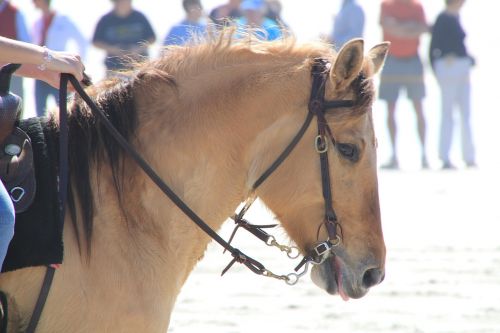 horse horse head marsh pony