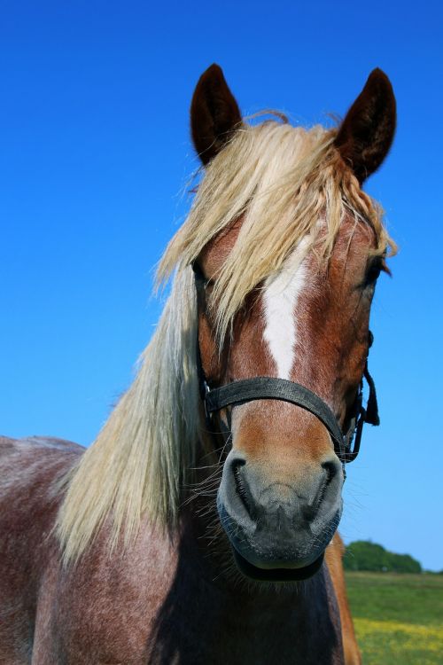 horse portrait horse head