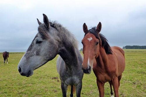 horse horse head coupling