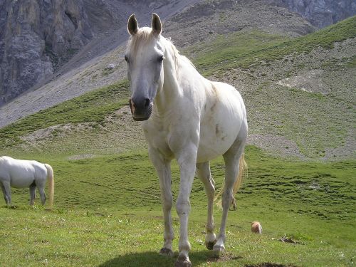 horse mare white