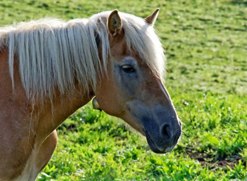 horse head horse head