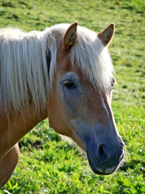 horse head horse head