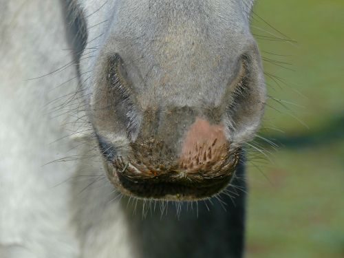 horse animal horses mouth