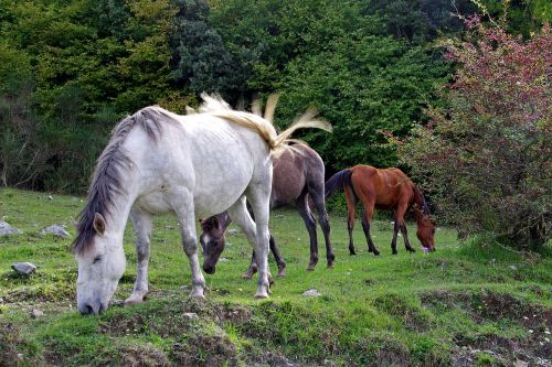 horse foal horses