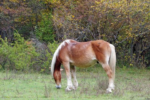 horse national park of abruzzo pasture