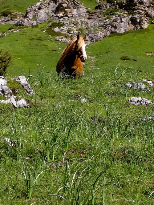 horse grass prato