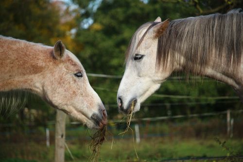 horse mold thoroughbred arabian