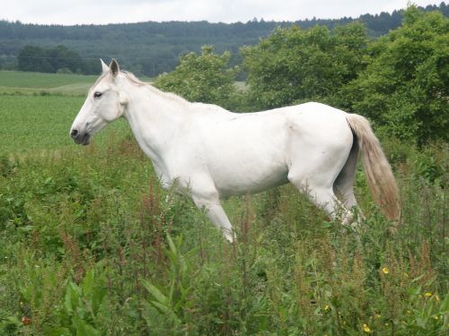 horse white mold