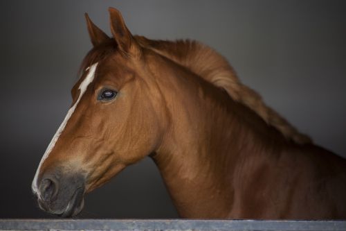 horse stallion portrait