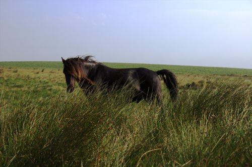 horse dartmoor wild horse