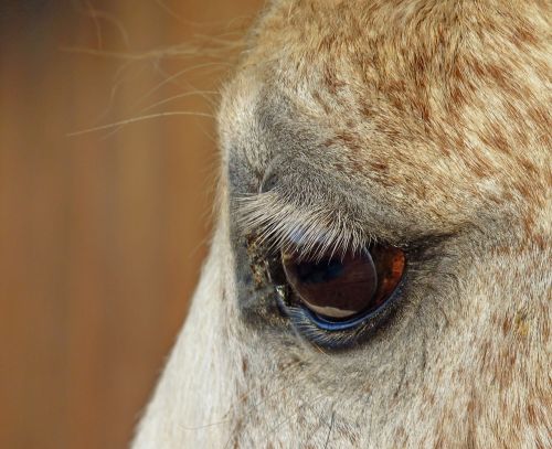 horse eye close up