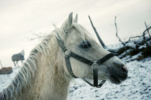 horse winter horse head