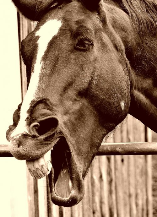 horse funny laugh