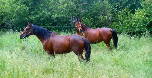 horse equine horses