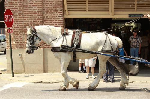 rein horse carriage