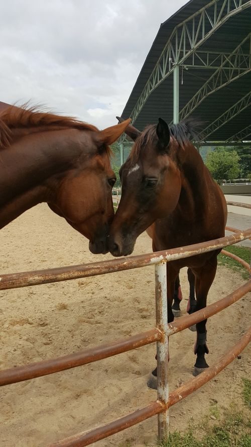 horse love friendship
