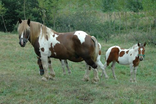 horse field animals