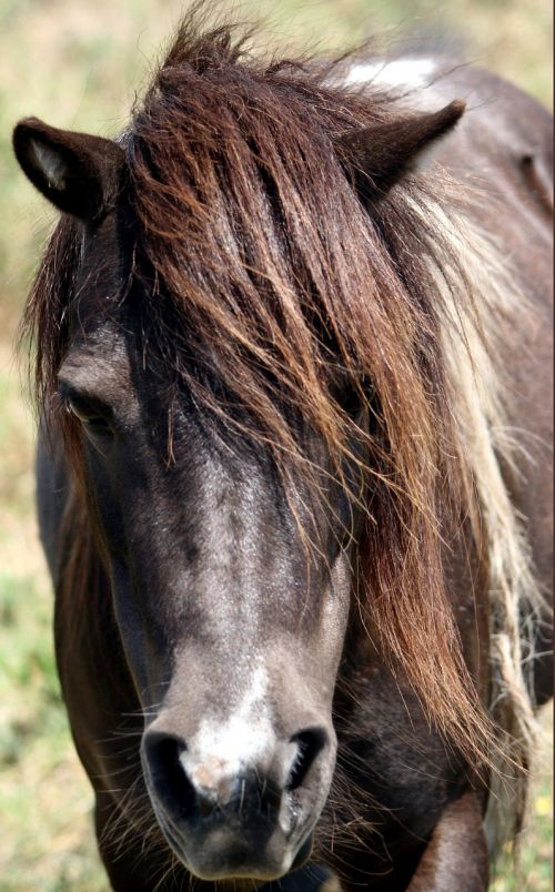 horse animal stallion