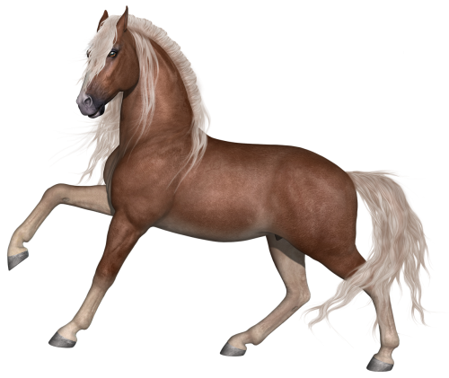 horse stallion animal