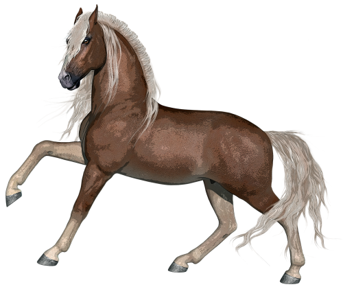 horse stallion animal