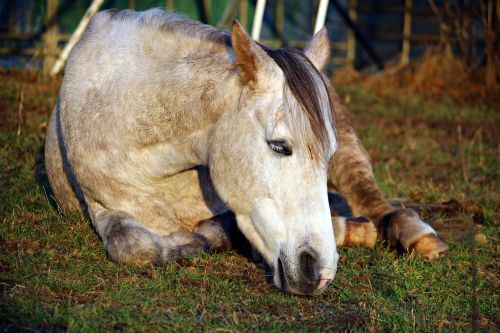 horse sleep thoroughbred arabian