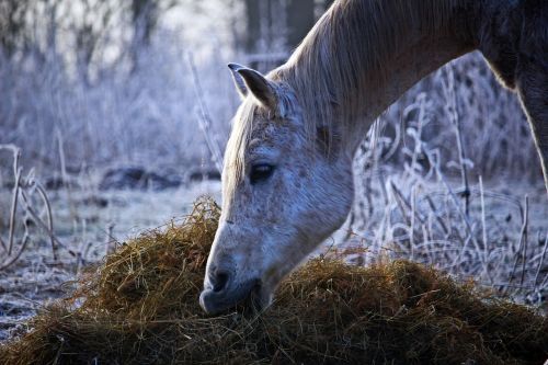 horse mold winter