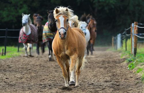 horse animal horses