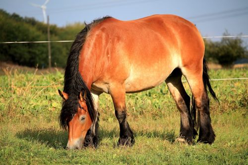horse mare kaltblut