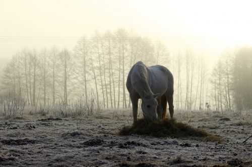 horse fog winter