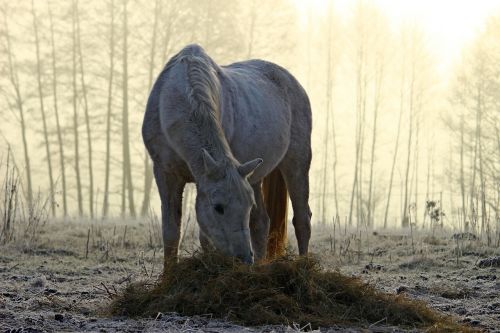 horse mold fog