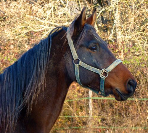 horse pure arab blood breeding horses