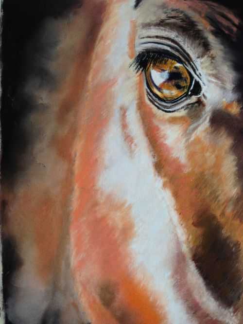 horse eye pastel pencil drawing